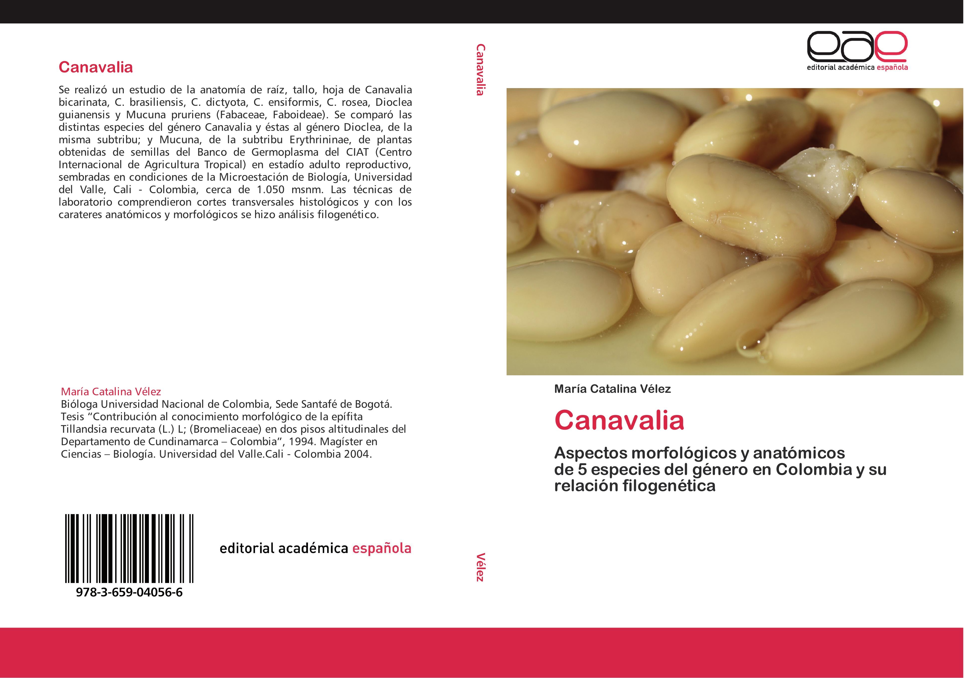 Canavalia / Aspectos morfológicos y anatómicos de 5 especies del género en Colombia y su relación filogenética / María Catalina Vélez / Taschenbuch / Paperback / 276 S. / Spanisch / 2012 - Vélez, María Catalina