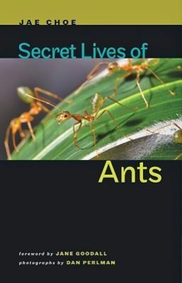 Secret Lives of Ants / Jae Choe / Buch / Gebunden / Englisch / 2012 / J. Hopkins Uni. Press / EAN 9781421404288 - Choe, Jae